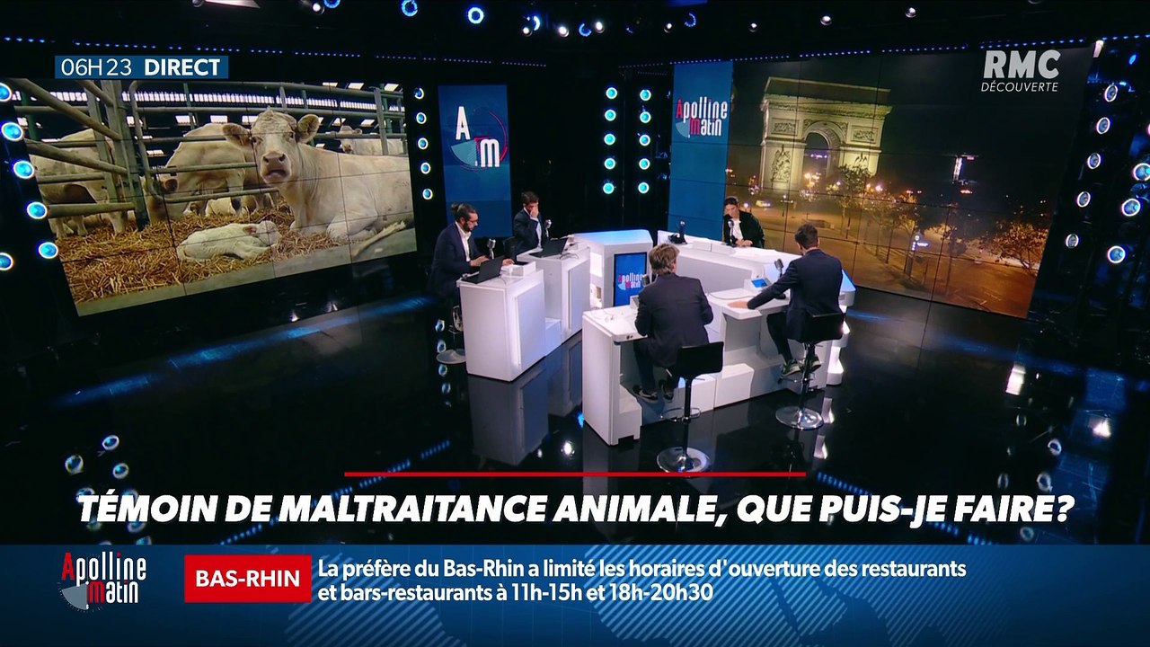 « Allô Marie ? » : Témoin de maltraitance animale, que puis-je faire ? - 27/10