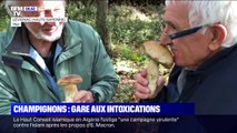 Attention aux intoxications avec des champignons non-comestibles