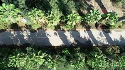 Rengi ve görüntüsüyle cezbeden bu bitkiler zehirliyor