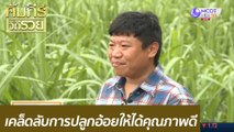 เคล็ดลับการปลูกอ้อยให้ได้คุณภาพดี: คัมภีร์วิถีรวย (27 ต.ค. 63)