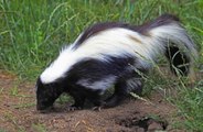 Sneaky Skunk: Supermarket evacuated after skunk gains access