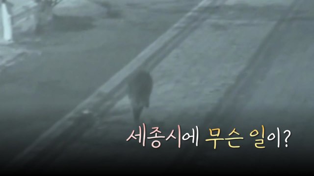 [영상] 쌀쌀해지니 또 멧돼지...세종시에 무슨 일이? / YTN