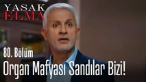 Organ mafyası sandılar bizi - Yasak Elma 80. Bölüm