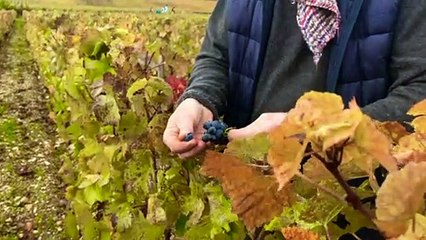 Ο αντίκτυπος των δασμών του Τραμπ στους Γάλλους οινοπαραγωγούς