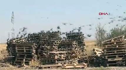 Kuşlar, brandayı delerek hububata ulaşmaya çalışıyor