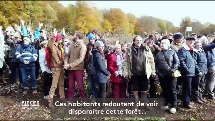 "On est passé à une logique agricole" : quand la forêt du Morvan fait place à une plantation d'épicéas