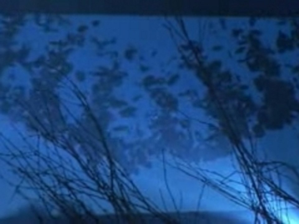 Soirée des Ambassadeurs 2007 : Ze Crazy Zoo, le film