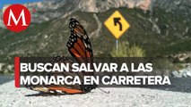 Carreteras, mortales para mariposa monarca; atropellan a 127 mil en NL