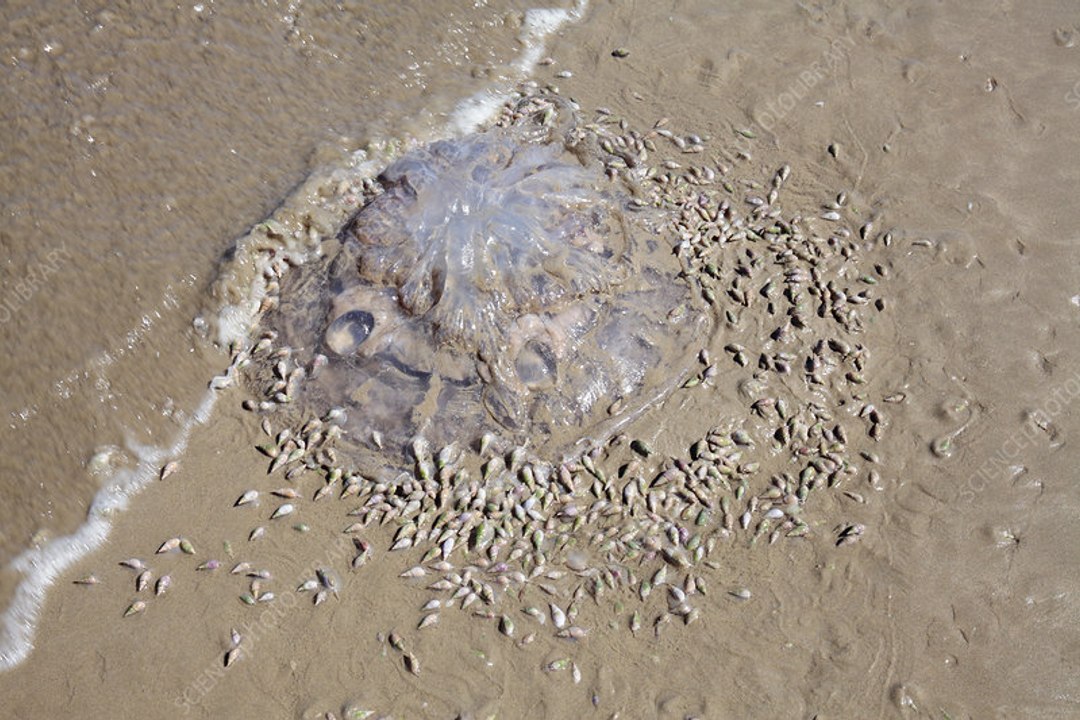 ¡Terrorífico!: así devoran cientos de caracoles a una medusa gigante