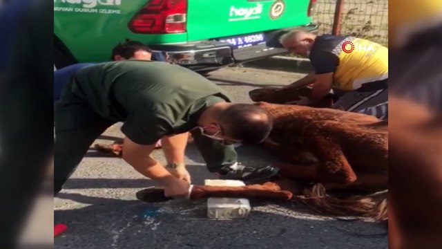 Terk edilen yaralı ata Esenyurt Belediyesi sahip çıktı