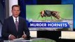 Scientists eradicate murder hornet nest in Washington State