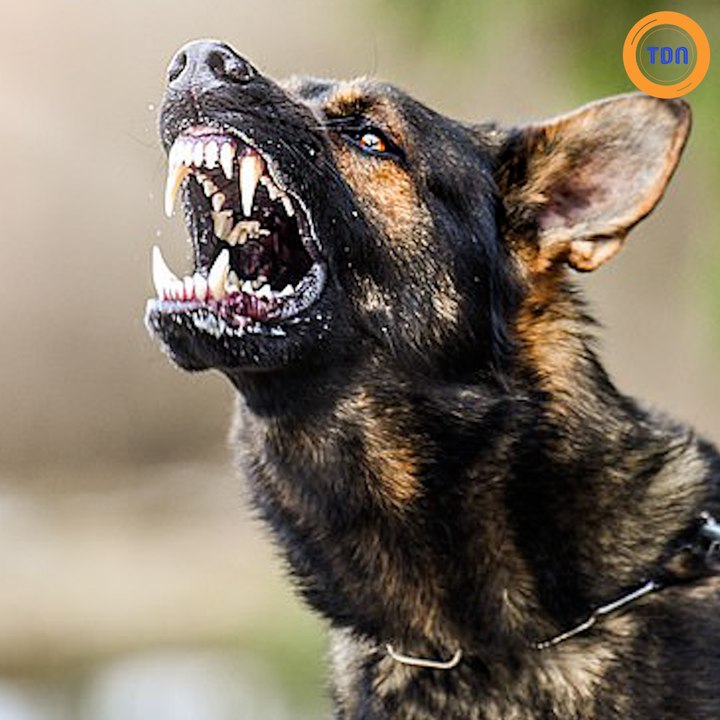 Un bébé perd la vie après avoir été attaqué par un chien de compagnie