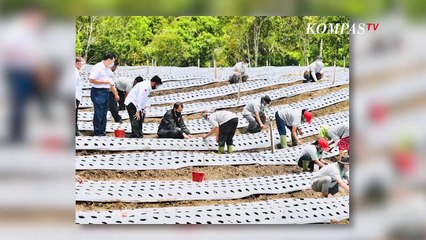 Presiden Tinjau Lahan 'Food Estate' di Kabupaten Humbang Hasundutan, Sumatera Utara