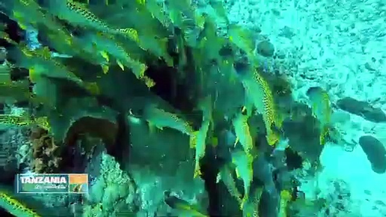 The beauty of Tanzania #Tanzaniaunforgettable-Kili view and safaris