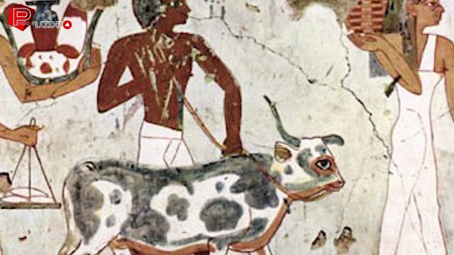 Derin Uzayın Gizemli ve Korkunç Yıldızı Sirius'u Keşfe Çıkıyoruz - Türkçe Uzay Belgeseli