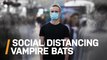 Scientists Find Sick Vampire Bats Practice Social Distancing