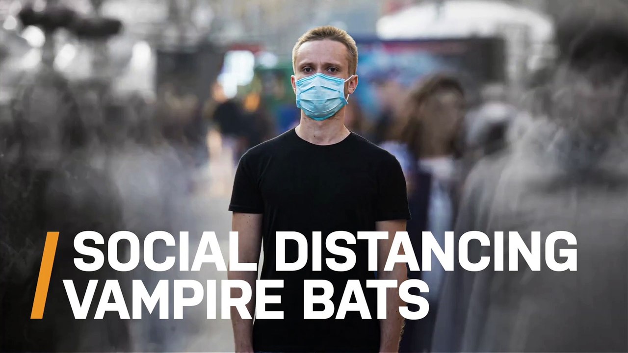 Scientists Find Sick Vampire Bats Practice Social Distancing