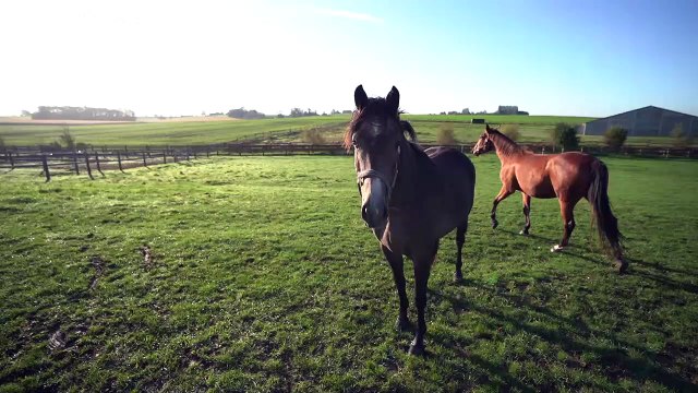 Come funziona il programma Erasmus per giovani imprenditori?