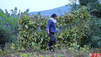 一颗黄豆到一滴酱油传统手工酿造酱油Traditional handicraft.Turn a soybean seed into a drop of soy sauce丨Liziqi Channel