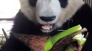 Bear Eats Bamboo