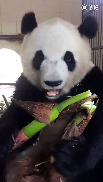 Bear Eats Bamboo
