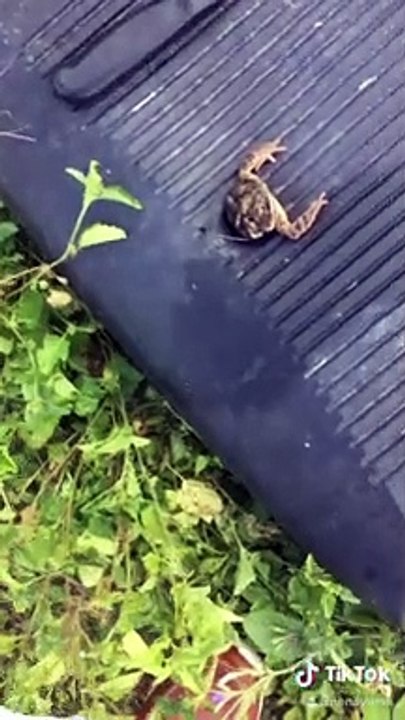 Stuck Frog Rescued From Tight Spot