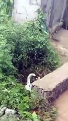 Mother Dog Saves Puppies During Flooding