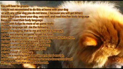 Chow Chow -  Food Aggression