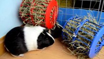 DIY HENERAS RODANTES PARA COBAYAS, CONEJOS Y CHINCHILLAS CON RUEDAS PARA HAMSTER | HAZLO TÚ MISMO