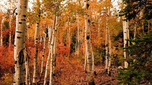 Autumn Forest Travel Live - travel in the forest || Making live show || Awesome Nature Photoshoot Making || Exclusive!