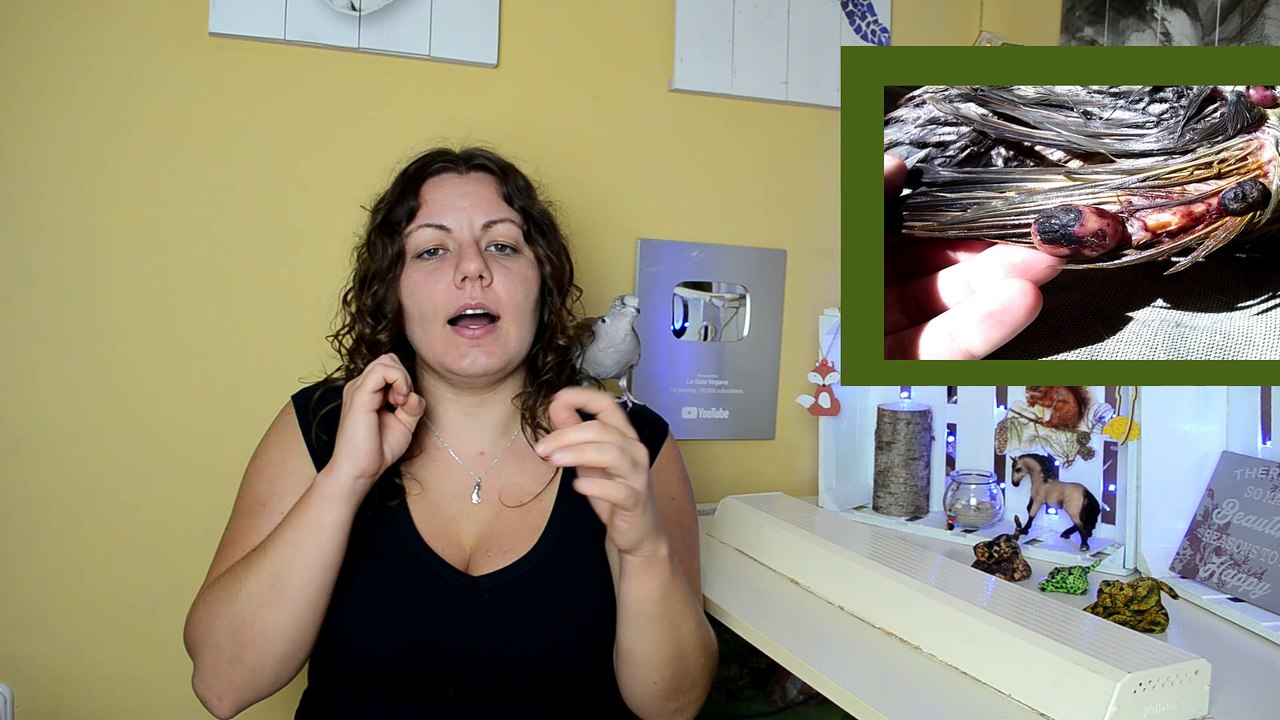 LA VIRUELA EN AVES | SINTOMAS, TRATAMIENTO, DIAGNÓSTICO, PREVENCIÓN Y EJEMPLOS REALES | LAGATAVEGANA