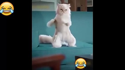 Videos De Risa. Nuevos Animales Graciosos