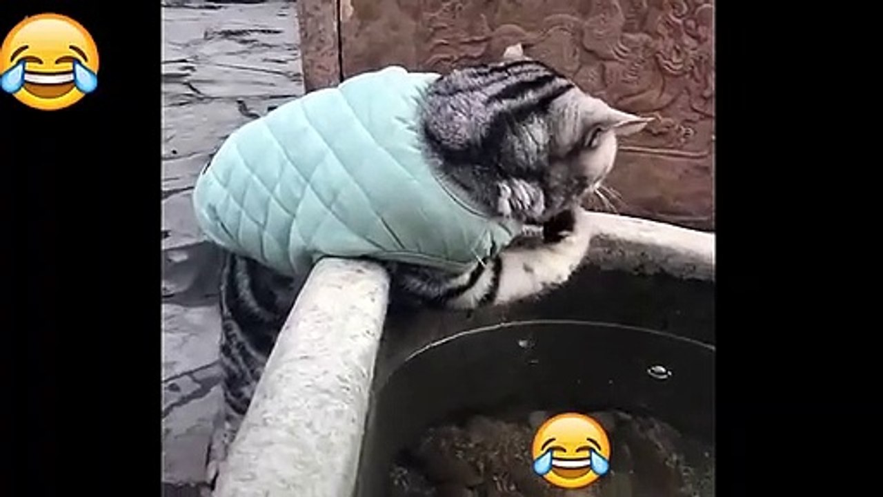 Animales De Risa #1