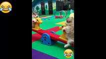Videos Virales de Animales