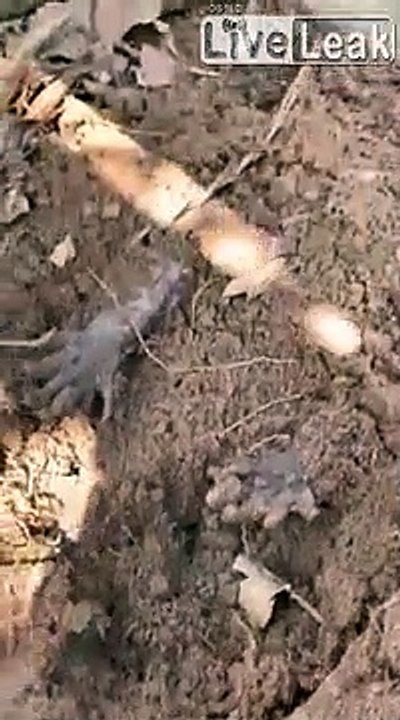 Il découvre 2 petites pattes enterrées dans le jardin mais ne s'attendait pas à ça