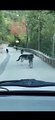 Ils se retrouvent derrière une meute de loups dans un village des Alpes Maritimes