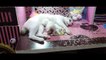 Mother Cat and Cute Kittens - Best Family Cats Comilation 2020