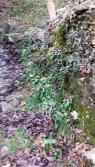 20201027_131734_Mulattiera-inondata