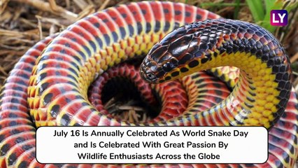 World Snake Day 2019: Five Exotic Serpents You Cant Unsee on This Day