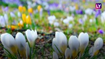 Spring Equinox 2019: Beautiful Blooms From Around The World Marking The Beginning of Spring