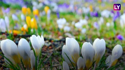 Spring Equinox 2019: Beautiful Blooms From Around The World Marking The Beginning of Spring