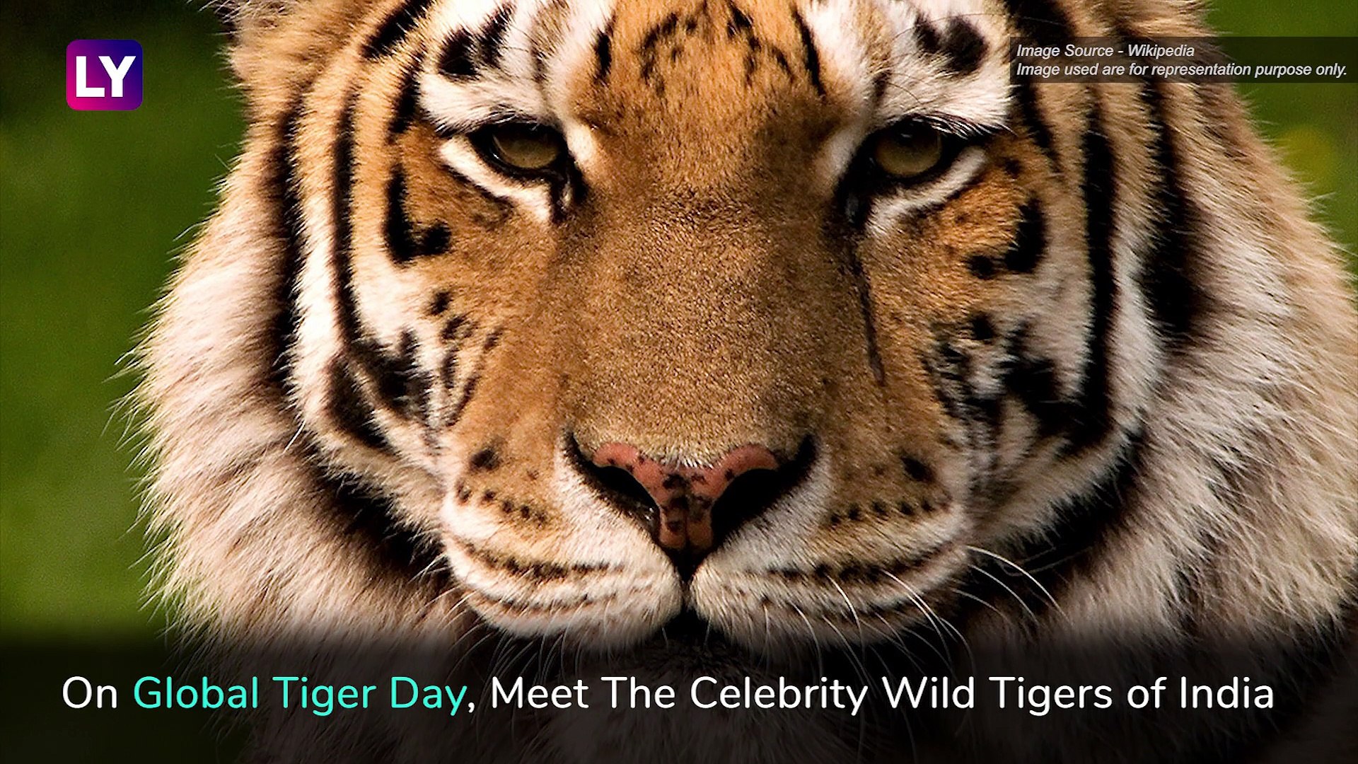 International Tiger Day 2019: Meet Indias Famous Wild Tigers On Global Tiger  Day - video Dailymotion