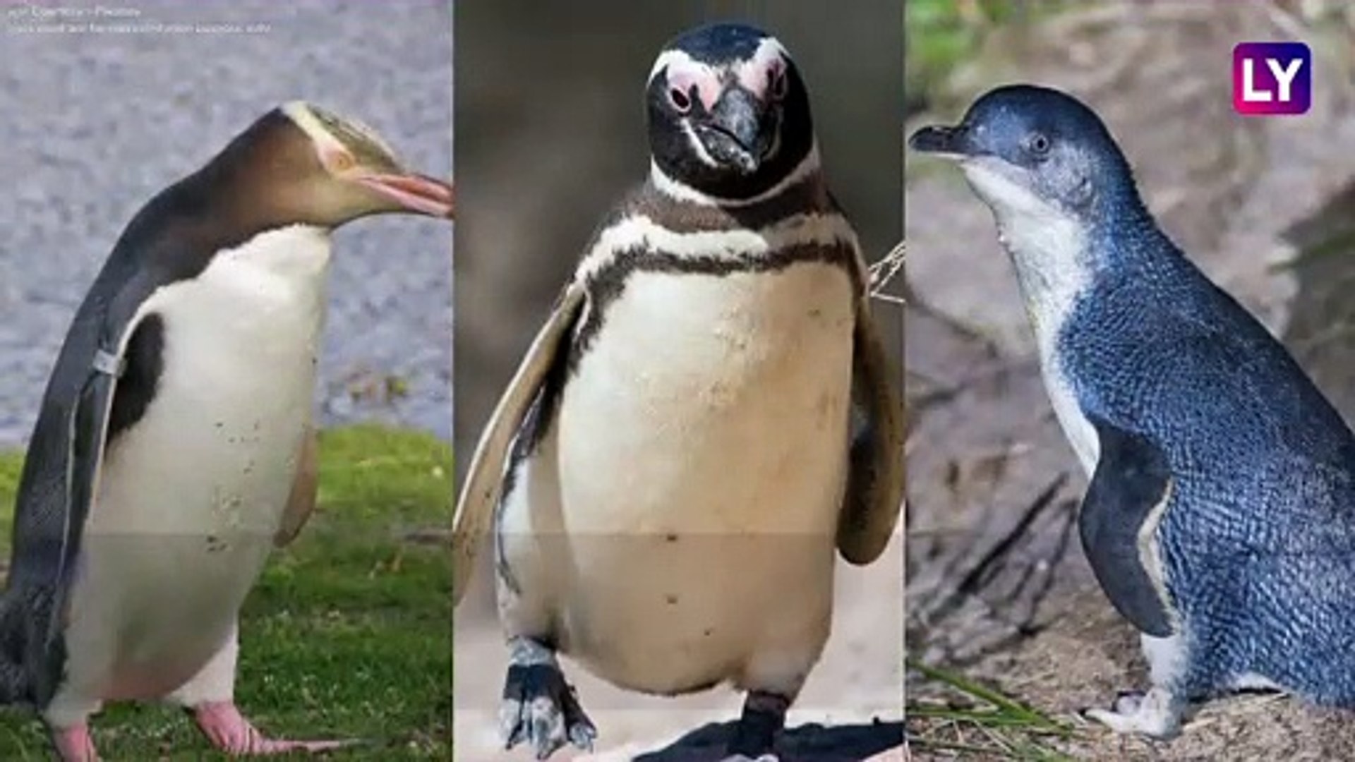 Fascinating Penguin Facts to Know on World Penguin Day