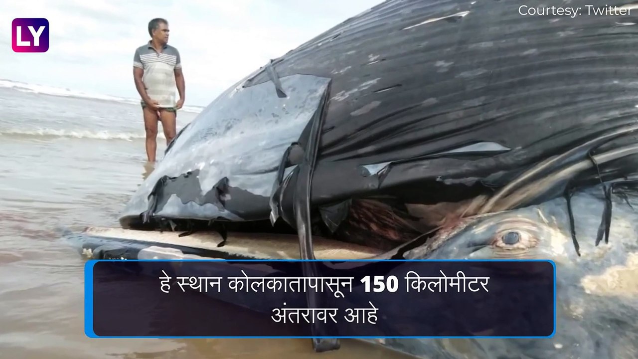 Bengal 35 Foot Whale: बंगालच्या मंदारमणि येथील समुद्रकिनार्‍यावर आढळला ३५ फूट लांब असलेला व्हेल मासा