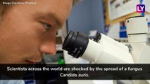 Candida Auris: Scientists Shocked as Superbug Spreads Globally | Important Facts About the Drug-Resistant Fungus