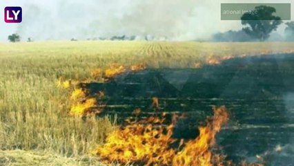 Stubble Burning by Farmers : NASA च्या प्रतिमेतून पंजाब,हरियाणामध्ये पेंढा जाळल्याचे चित्र आले समोर