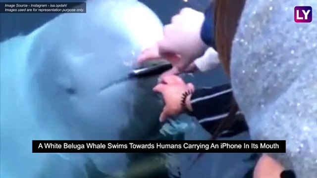 Russian ‘Spy Whale Turns Good Samaritan for Norwegian Woman