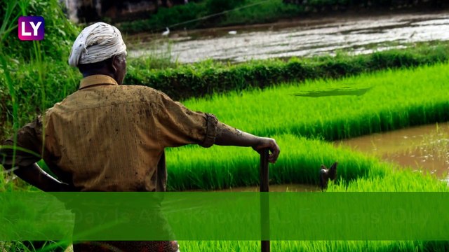 Kisan Diwas 2019: Date, History, And Significance Of The Day That Celebrates Farmers In India