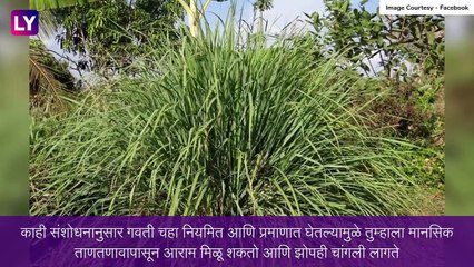 Monsoon Health Tips: पावसाळ्यात गवती चहा प्यायल्याने 'या' आजारांपासून दूर राहण्यास होईल मदत