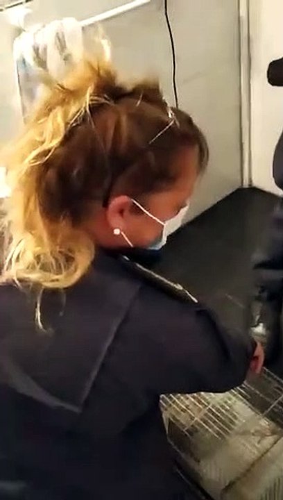 Una mujer se sorprendió al ver una lagartija en el inodoro